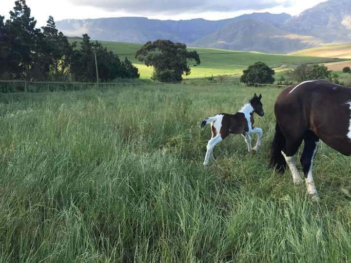 3 Bedroom Property for Sale in Bredasdorp Western Cape